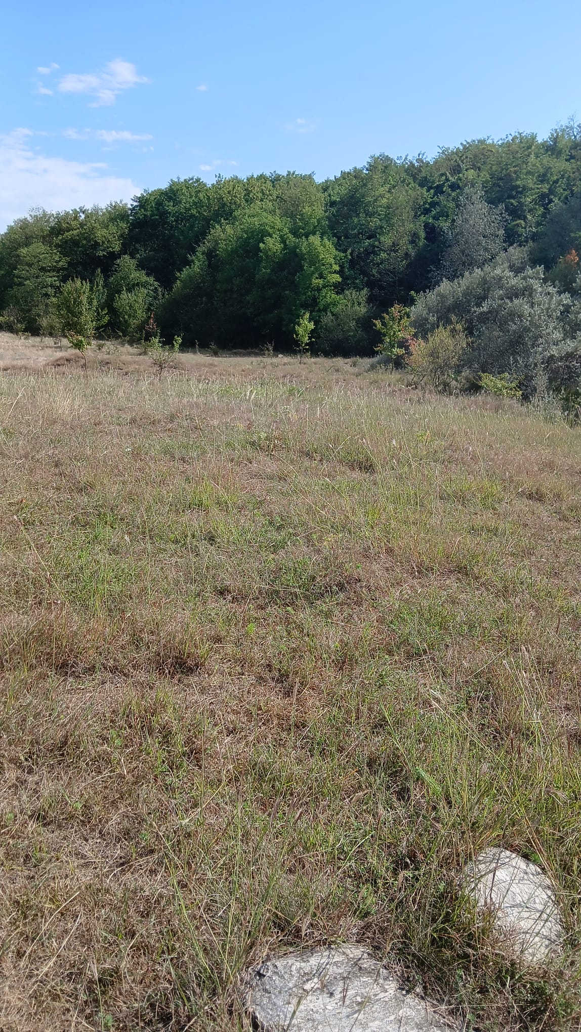 Poza Picnic la umbra pădurii seculare